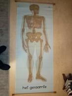 Affiche grandeur nature d'un squelette sur toile, Collections, Enlèvement ou Envoi, Comme neuf, Affiche, Œuvre d'art ou Peinture