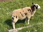 Hollandse bagger bonte bokje, Dieren en Toebehoren, Schapen, Geiten en Varkens, Schaap