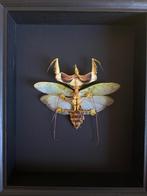 Véritable Idolomantis Diabolica appelée Mante Diabolique, Collections, Collections Animaux, Insecte, Animal empaillé, Enlèvement ou Envoi