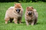 Chiots Chow Chow à vendre - Passeport belge