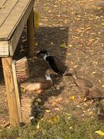 Indische loopeenden, Dieren en Toebehoren, Eend