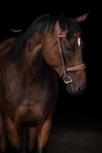 Prachtihe engelse volvloed merrie, afstammeling Secretariat, Dieren en Toebehoren, Paarden, Merrie, B, Gechipt, 7 tot 10 jaar