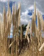 Pampas, Huis en Inrichting, Ophalen, Zo goed als nieuw