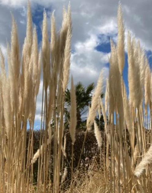 Pampas, Huis en Inrichting, Woonaccessoires | Droogbloemen, Zo goed als nieuw, Ophalen