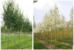HOOGSTAM FRUITBOMEN: APPELS, PEREN, PRUIMEN, KERS, NOTEN,., Ophalen, Volle zon, Vaste plant, Fruitplanten