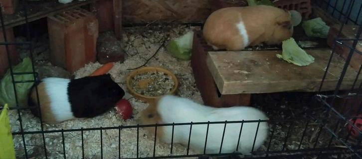3 cavia beren met toebehoren, Animaux & Accessoires, Rongeurs, Mâle, Cobaye, Août, Domestique