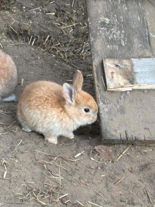 Gratis konijntjes., Dieren en Toebehoren, Konijnen, Klein, Geslacht onbekend, 0 tot 2 jaar