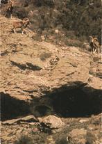 MOEFLONS in CORSICA, Collections, Cartes postales | Animaux, Envoi, Non affranchie, Animal sauvage