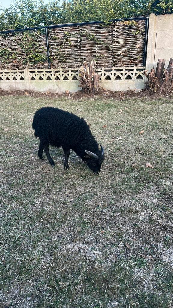 Quessant Ooi en Lam, Dieren en Toebehoren, Schapen, Geiten en Varkens