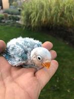 Baby dwergpapegaai, Dieren en Toebehoren