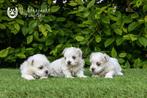 schattige maltezer pups, beide ouders zijn aanwezig, Dieren en Toebehoren, Honden | Chihuahua's en Gezelschapshonden, CDV (hondenziekte)