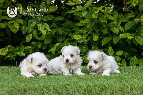 schattige maltezer pups, beide ouders zijn aanwezig, Dieren en Toebehoren, Honden | Chihuahua's en Gezelschapshonden, Reu, Maltezer