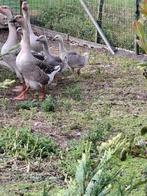 Ganzen, Dieren en Toebehoren, Pluimvee