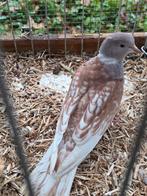 Phaeo Lachduiven, Dieren en Toebehoren, Vogels | Duiven
