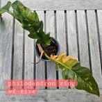 Philodendron, hoya, raphidophora,  epipremum, Ophalen