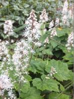 Tiarella cordifolia, Ophalen, Bodembedekkers, Vaste plant, Volledige schaduw