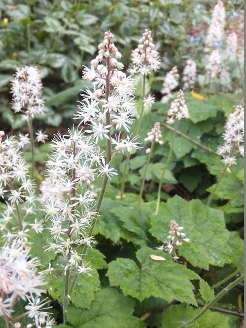 Tiarella cordifolia, Tuin en Terras, Planten | Tuinplanten, Vaste plant, Bodembedekkers, Volledige schaduw, Lente, Ophalen