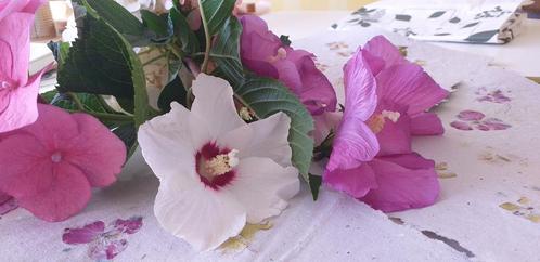Jonge hibiscus scheuten., Tuin en Terras, Planten | Struiken en Hagen, Struik, Overige soorten, 100 tot 250 cm, Ophalen