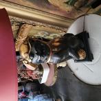Lamp chineze hoond, Ophalen