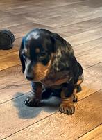 Supermooie kaninchen dwerg teckel pups,in huis grootgebracht, Dieren en Toebehoren, Kaninchen, België, Fokker | Hobbymatig, CDV (hondenziekte)