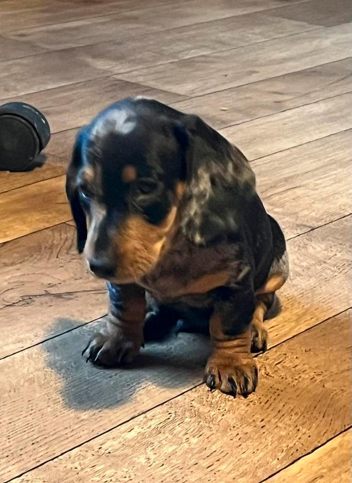 Supermooie kaninchen dwerg teckel pups,in huis grootgebracht, Dieren en Toebehoren, Honden | Teckels en Dashonden, Meerdere dieren