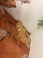 Terrarium met baardagaam en inhoud, Dieren en Toebehoren, Reptielen en Amfibieën, Overige soorten, Met terrarium, 0 tot 2 jaar