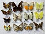 VLINDERS, 5€/ exemplaar, Verzamelen, Dierenverzamelingen, Ophalen of Verzenden, Zo goed als nieuw