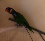 Ornaatlroi 1-0 Trichoglossus ornatus 2019