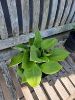 Hosta 's, Tuin en Terras, Ophalen, Vaste plant, Volle zon