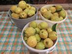 Bio kweeperen voor lekkere gelei of, Diversen, Ophalen