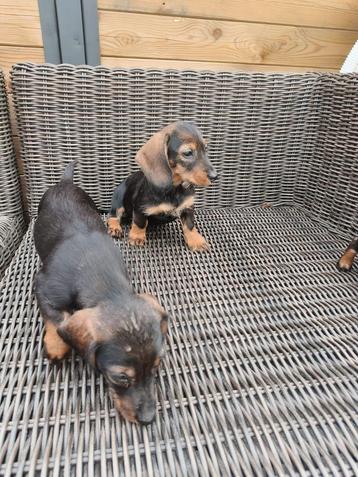 Prachtige teckel pups  beschikbaar voor biedingen