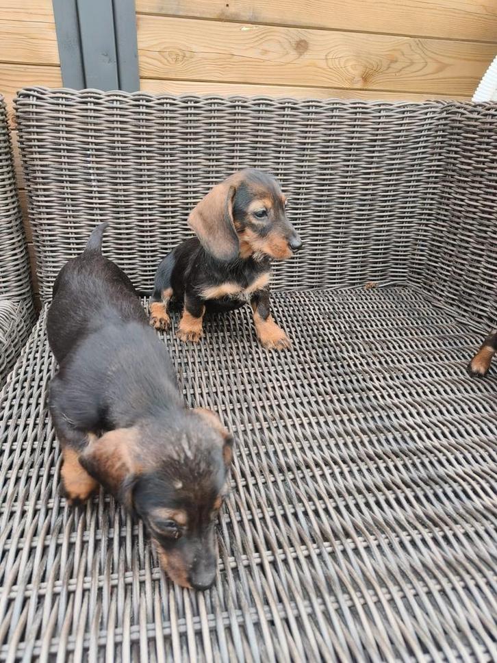 Prachtige teckel pups, Dieren en Toebehoren, Honden | Teckels en Dashonden, Meerdere dieren, Ruwhaar, Standaard, Fokker | Professioneel
