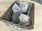 Brits korthaar kittens, Dieren en Toebehoren, Katten en Kittens | Raskatten | Korthaar, Gechipt, Meerdere dieren, 0 tot 2 jaar