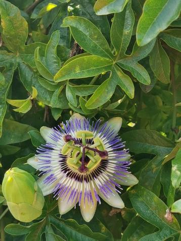 Blauwe passiebloem - Passiflora caerulea - 10 zaden beschikbaar voor biedingen