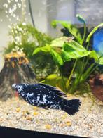 Molly zwart wit gemarmerd, Dieren en Toebehoren