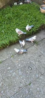 Duiven te koop
