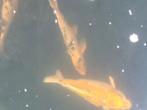 2koi en grote goudvis, Dieren en Toebehoren