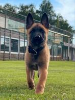 Chiots malinois avec pedigree FCI, Animaux & Accessoires, 8 à 15 semaines, Plusieurs, Éleveur | Loisir, Hépatite contagieuse (maladie de Rubarth)