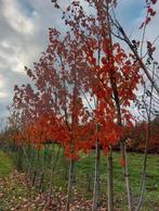 Esdoorn , rode en bonte kleuren, Tuin en Terras, Overige soorten, Lente, 250 tot 400 cm, Ophalen
