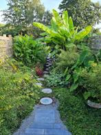 Bananenplanten muso basjoo, Tuin en Terras, Ophalen, Vaste plant, Overige soorten, Volle zon