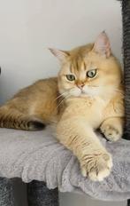 Britse korthaar, Dieren en Toebehoren, Katten en Kittens | Raskatten | Korthaar, Meerdere dieren, Gechipt, 0 tot 2 jaar