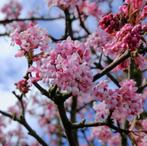 Roze viburnum, Tuin en Terras, Planten | Struiken en Hagen, Ophalen, Overige soorten, Haag, 100 tot 250 cm
