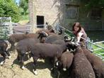 Zwartbleslammeren, Dieren en Toebehoren, Meerdere dieren
