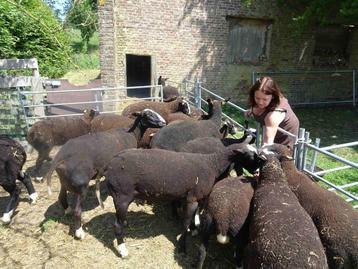 Zwartbleslammeren beschikbaar voor biedingen