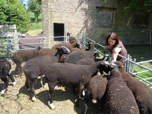 Zwartbleslammeren, Dieren en Toebehoren, Overige Dieren, Meerdere dieren