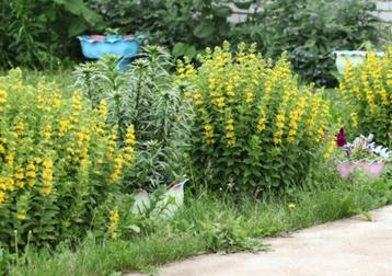 puntwederik vaste tuinplant, borderplant gele bloemen, Tuin en Terras, Planten | Tuinplanten, Ophalen of Verzenden, Zomer, Vaste plant