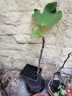 Jonge vijgenboom - gezonde plant., Tuin en Terras, Ophalen, Vijgenboom