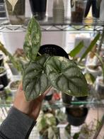Alocasia silver dragon albo, Ophalen of Verzenden