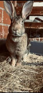 Vlaamse reus moer, Femelle, Grand, 3 à 5 ans