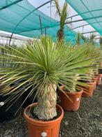 Yucca rostrata, Jardin & Terrasse, Plantes | Jardin, Enlèvement ou Envoi